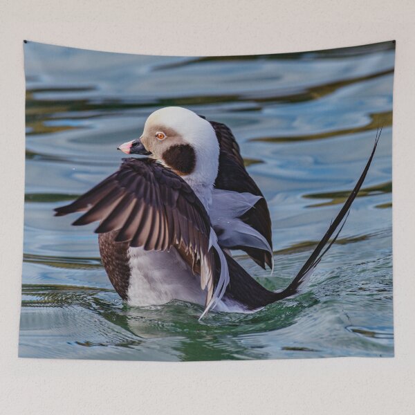 Item preview, long-tailed duck designed and sold by Tom McPherson Photography.