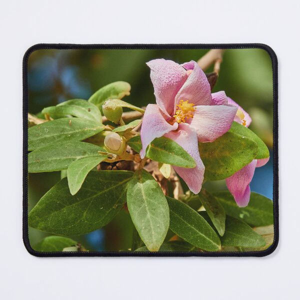 Item preview, Flowering Cow Itch Tree designed and sold by Eidetic Photos.