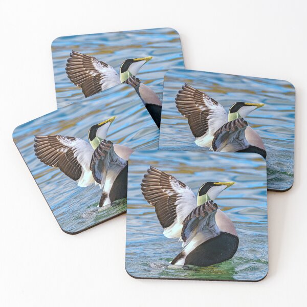 Item preview, Male Eider Duck designed and sold by Tom McPherson Photography.