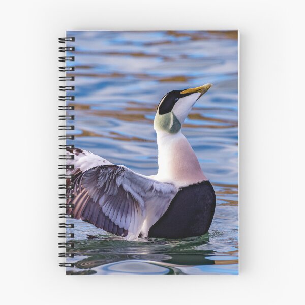 Item preview, Eider Duck Display designed and sold by Tom McPherson Photography.
