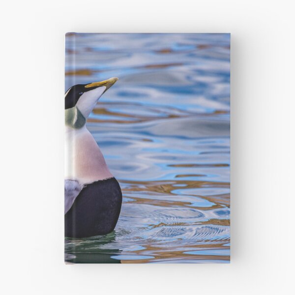 Item preview, Eider Duck Display designed and sold by Tom McPherson Photography.