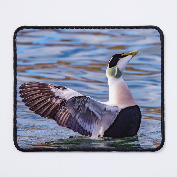 Item preview, Eider Duck Display designed and sold by Tom McPherson Photography.