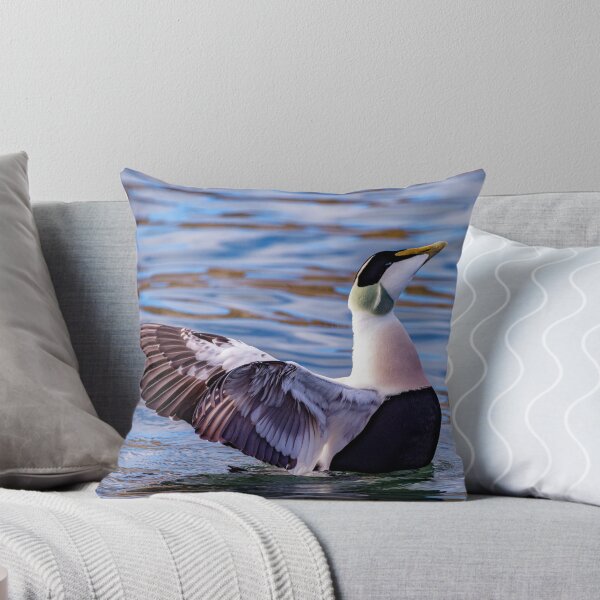 Item preview, Eider Duck Display designed and sold by Tom McPherson Photography.