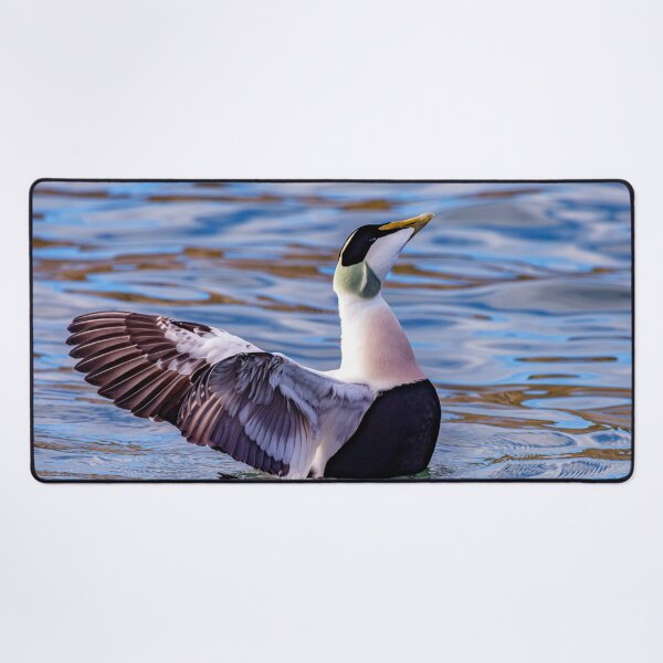 Item preview, Eider Duck Display designed and sold by Tom McPherson Photography.