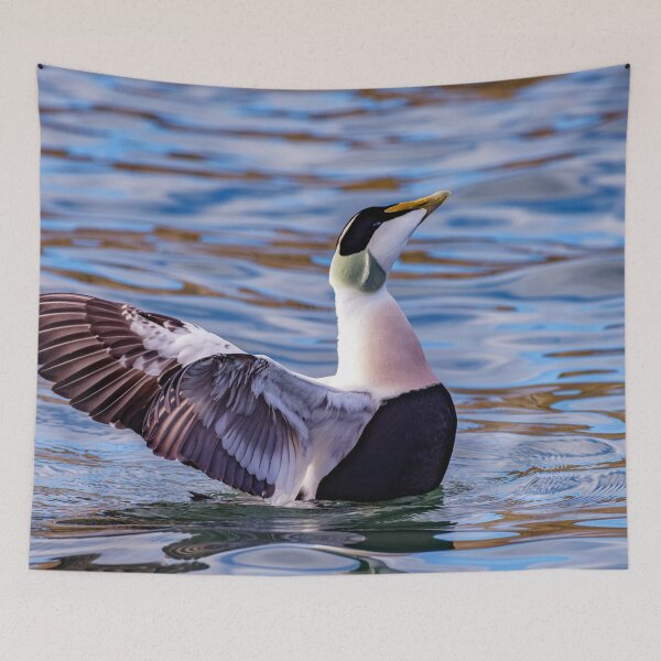 Item preview, Eider Duck Display designed and sold by Tom McPherson Photography.