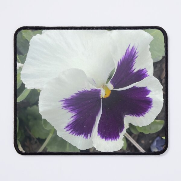 Item preview, White and Purple Pansy Viola Flower Macro Photography designed and sold by greyforaday.
