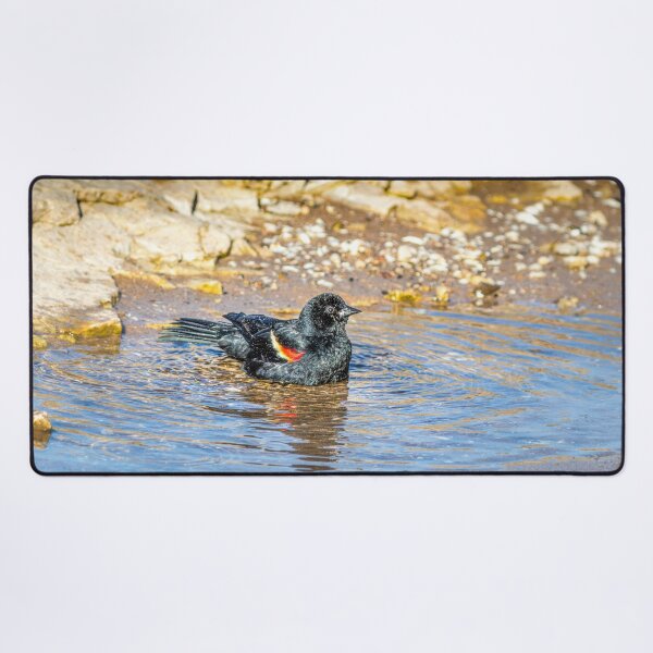 Item preview, Redwing Blackbird on Sheboygan's Lake Michigan rocks designed and sold by TerraMediaLLC.
