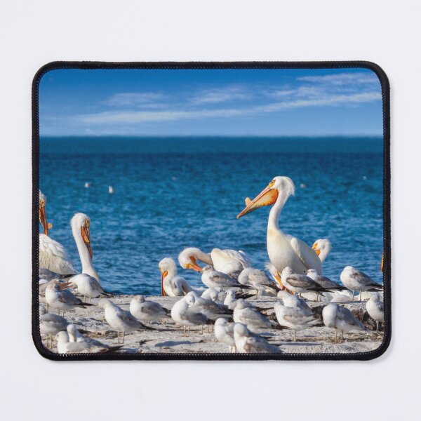 Item preview, Great White Pelicans standing on rocks on Lake Michigan rocks in Sheboygan  designed and sold by TerraMediaLLC.