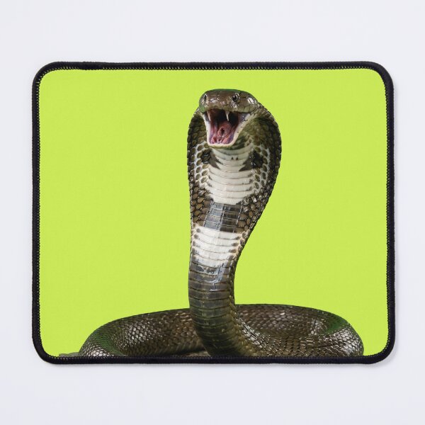 Item preview, Realistic Angry King Cobra Striking designed and sold by Utopian-Magic.