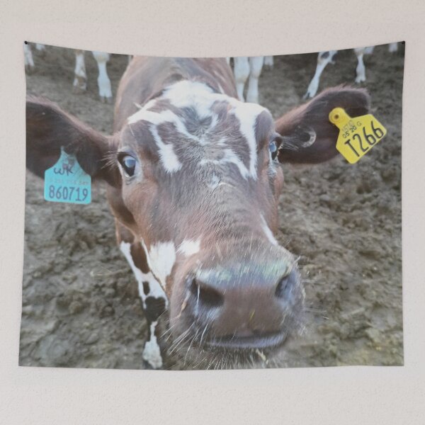 Item preview, photograthy of a cow designed and sold by pksart1.