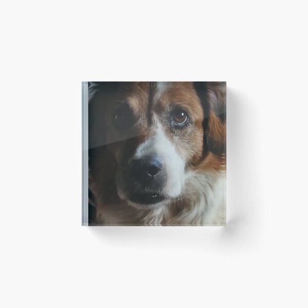 Item preview, Donald: Dog Pet designed and sold by AndresGArt.