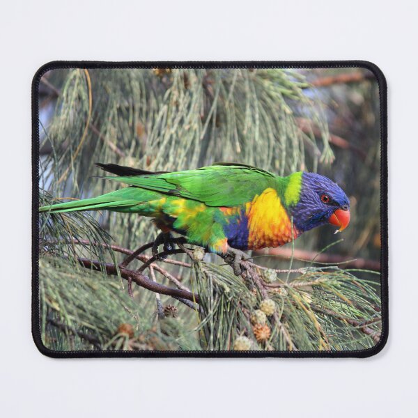 Item preview, Rainbow Lorikeet in Native Australian Tree designed and sold by 27Tammy27.