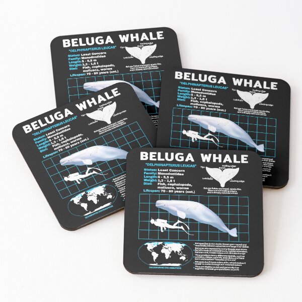 Item preview, Beluga White Whale Fact Sheet designed and sold by NicGrayGraphic.