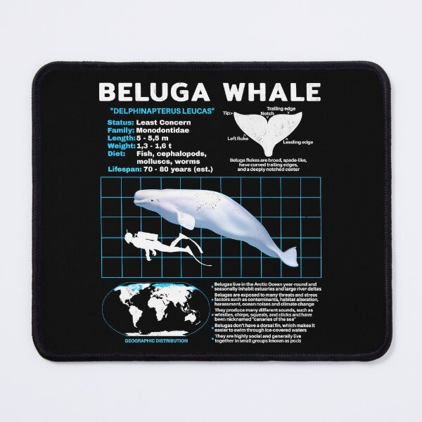 Item preview, Beluga White Whale Fact Sheet designed and sold by NicGrayGraphic.
