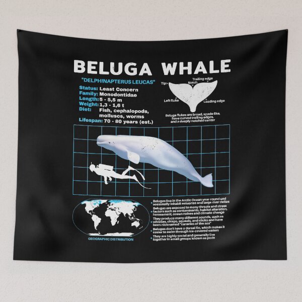Item preview, Beluga White Whale Fact Sheet designed and sold by NicGrayGraphic.
