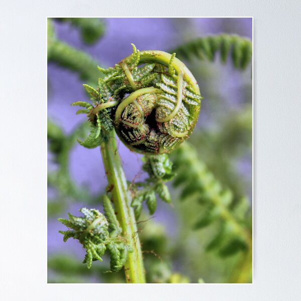 Item preview, fern designed and sold by KathleenDawson.