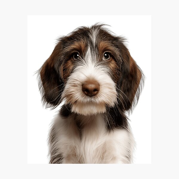 Item preview, Adorable Petit Basset Griffon Vendéen puppy for Cute Petit puppy lovers designed and sold by LazyOwlStore.