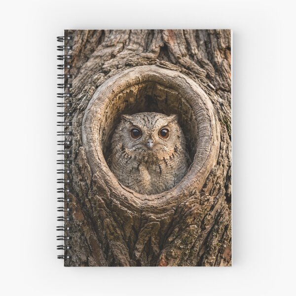 Item preview, Owlet Nightjar designed and sold by pawprintz.
