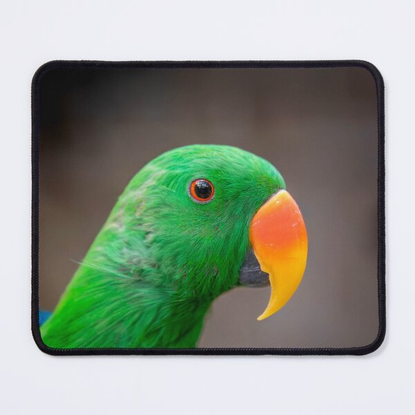 Item preview, Papuan Electus designed and sold by Stephen Jolly Photography.