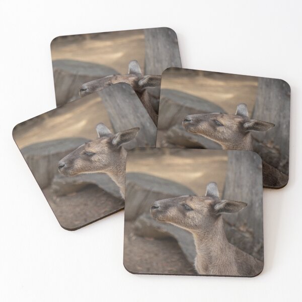 Item preview, Chilling Roo designed and sold by Stephen Jolly Photography.