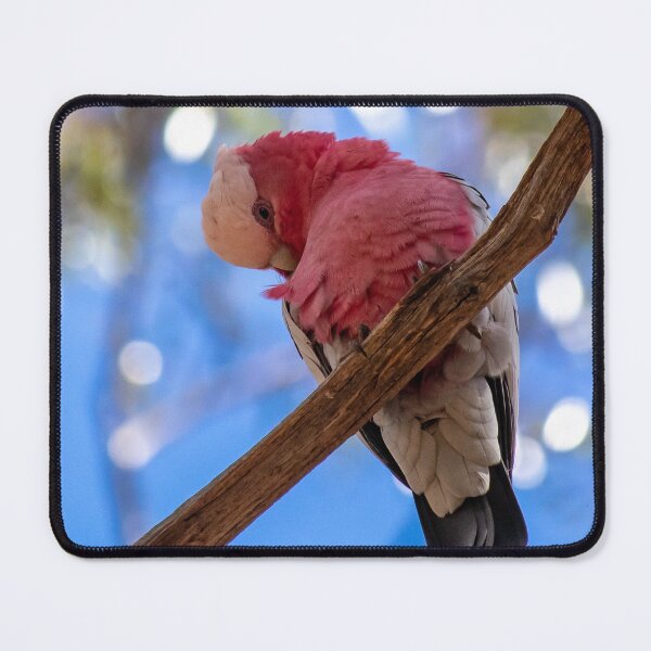 Item preview, Preening Galah designed and sold by Stephen Jolly Photography.