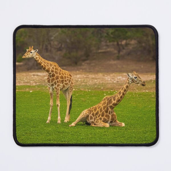 Item preview, Juvenile Giraffes  designed and sold by Stephen Jolly.