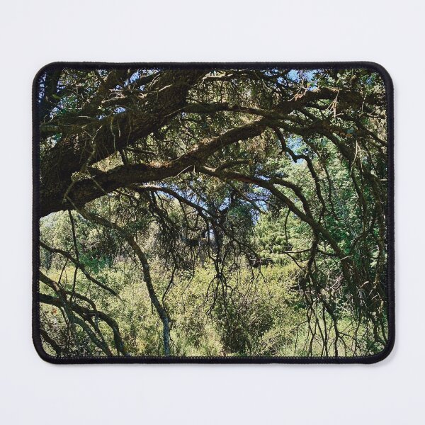 Item preview, Branches of the past designed and sold by ekhainphoto.