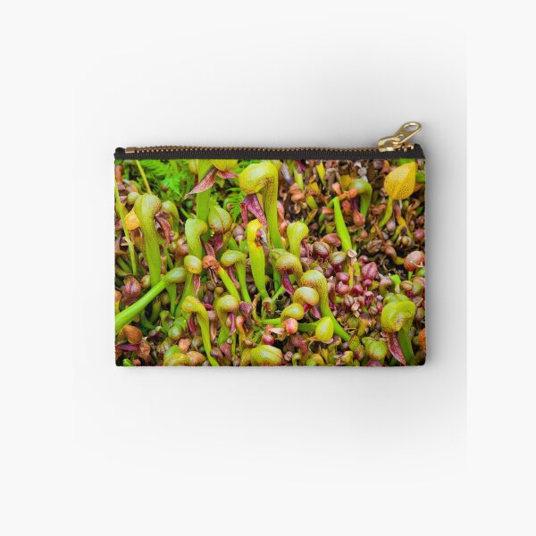Item preview, Cobra liliy pitcher plants designed and sold by Jaime Pharr.