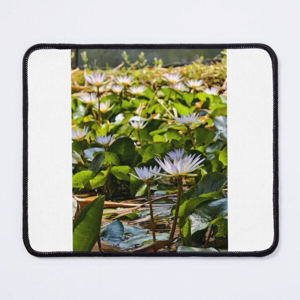 Item preview, Nature's beauty with white lotus. designed and sold by TruptiLokhande7.