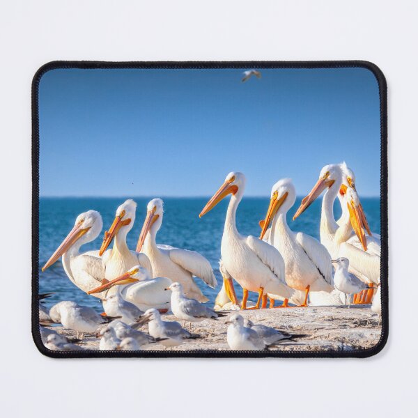 Item preview, Great White Pelicans on Lake Michigan in Sheboygan closeup designed and sold by TerraMediaLLC.