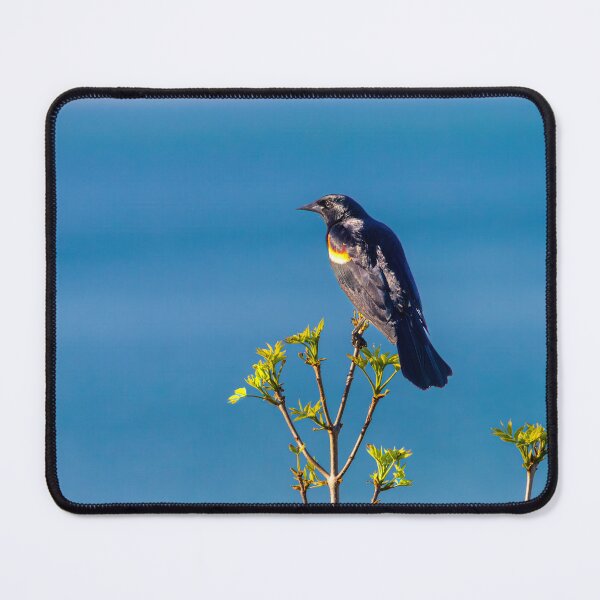 Item preview, Red-winged Blackbird on branches with Lake Michigan background designed and sold by TerraMediaLLC.