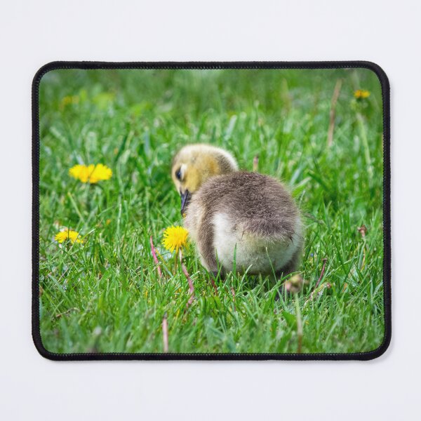 Item preview, Gosling in grass and dandelions designed and sold by TerraMediaLLC.