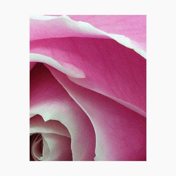 ~ Blushing Beauty ~ Photographic Print