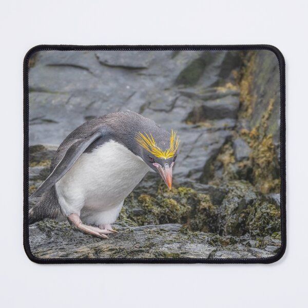 Item preview, Macaroni Penguin South Georgia Island designed and sold by PhotoArt by Joan Carroll.