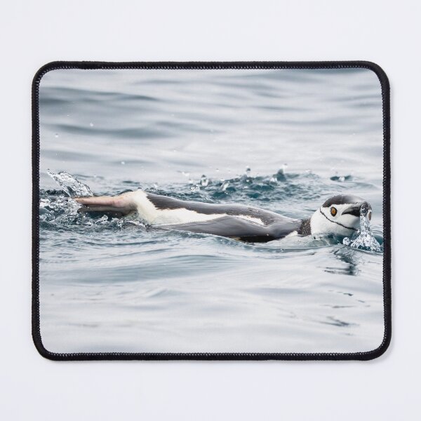 Item preview, Chinstrap Penguin Swimming designed and sold by PhotoArt by Joan Carroll.