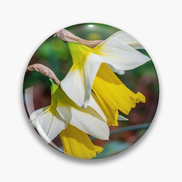 Item preview, Welsh Daffodils in Bloom designed and sold by VnGphoto.