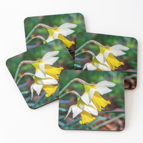 Item preview, Welsh Daffodils in Bloom designed and sold by VnGphoto.