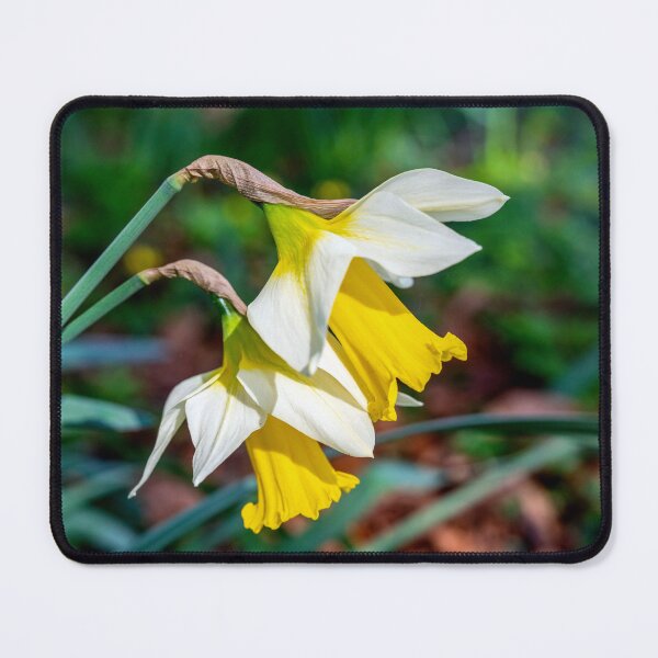 Item preview, Welsh Daffodils in Bloom designed and sold by VnGphoto.