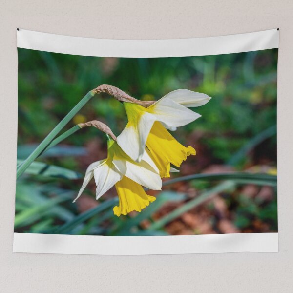 Item preview, Welsh Daffodils in Bloom designed and sold by VnGphoto.