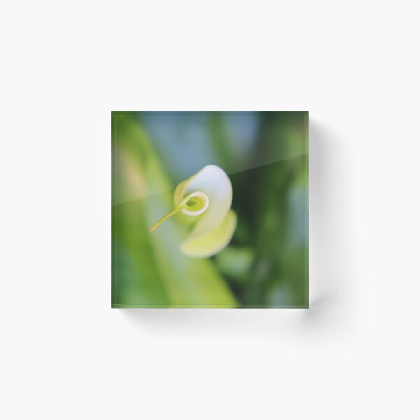 Item preview, Arum garden designed and sold by L'Atelier d'Aimee.