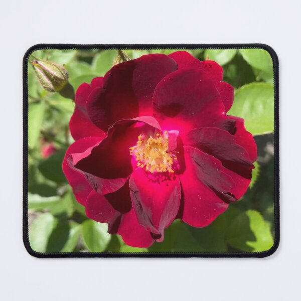 Item preview, Red Garden Rose designed and sold by Amanda1775.