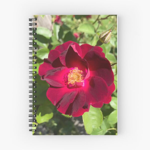 Item preview, Red Garden Rose  designed and sold by Amanda1775.