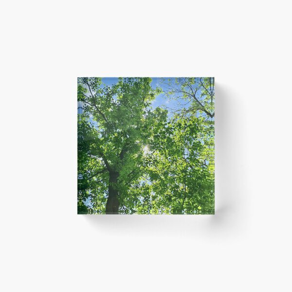 Item preview, Sunlight Through Tree Canopy – Looking Up at Green Leaves and Blue Sky Art - Romania designed and sold by MSMPrintDesign.