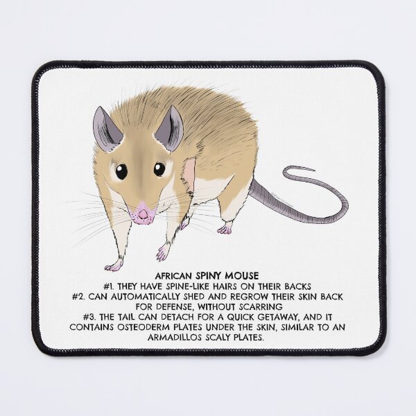 Item preview, African Spiny mouse designed and sold by LordWolff.
