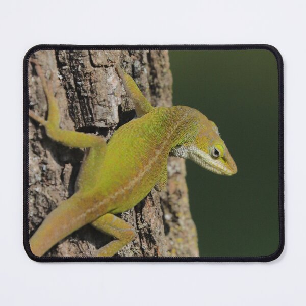 Item preview, Anole designed and sold by Parks and X.