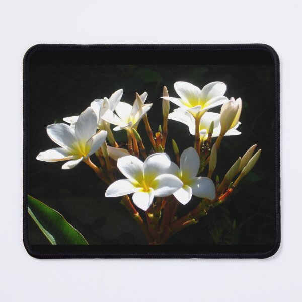 Item preview, White Plumeria in Light and Shadow designed and sold by JoyousArt4u.
