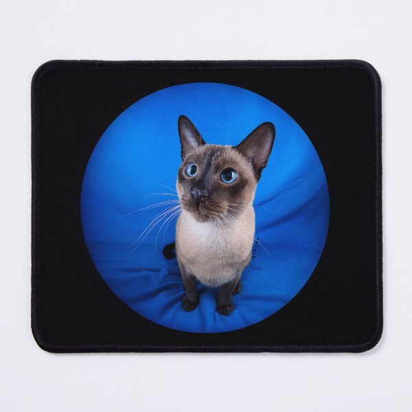 Item preview, Feline - Cobalt Night Gaze of the Tonkinese designed and sold by mrpropcake.