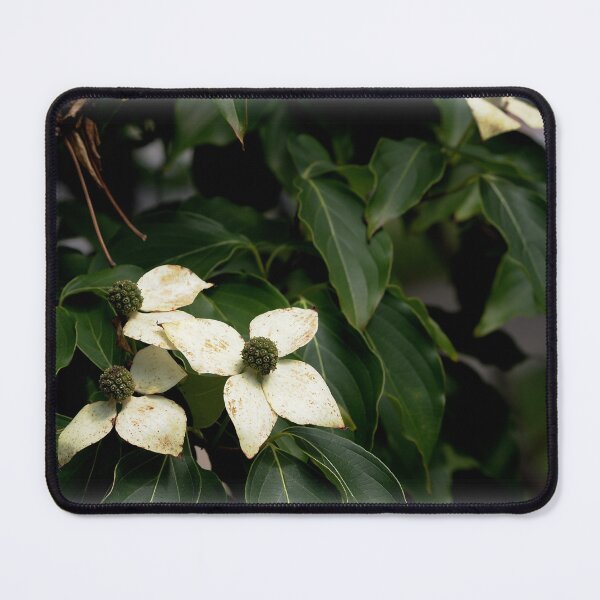 Item preview, Kousa Dogwood Flowers designed and sold by Douglas E. Welch Design and Photography.