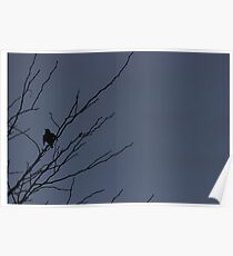 Little Black Bird Series: Blue Poster