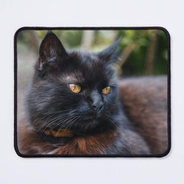 Item preview, Fluffy Black Cat with Golden Eyes designed and sold by EllenNortt.